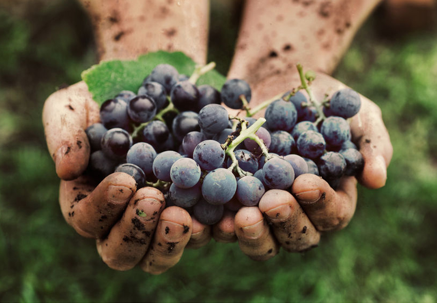 Bio-Wein im Weinhandel