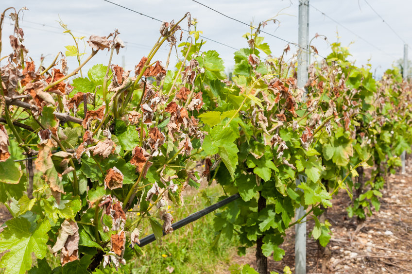 Hat der Klimawandel Einfluss auf den Weinbau?